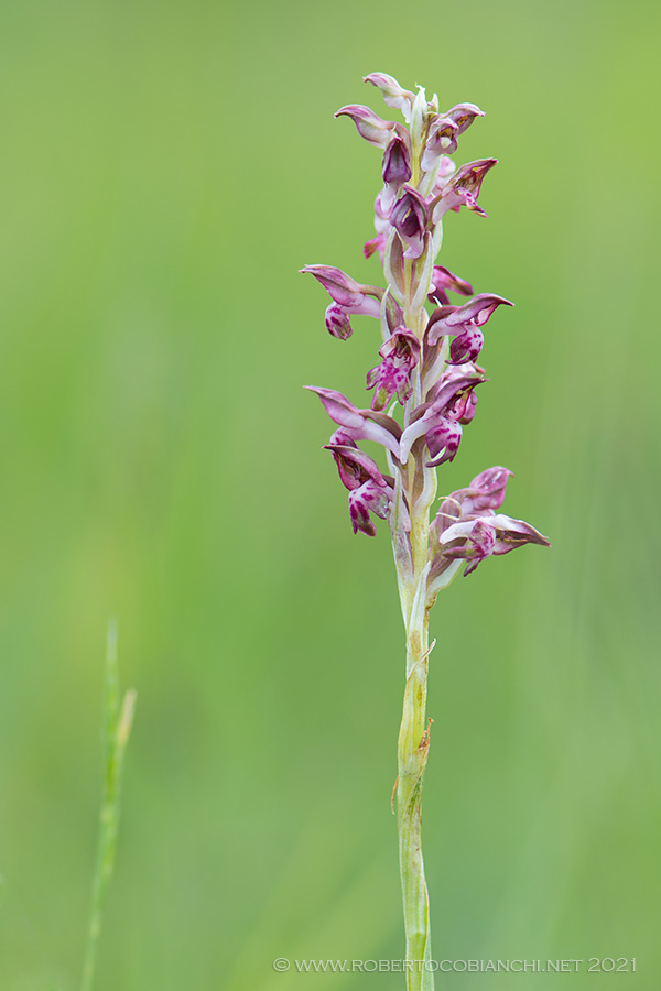 Anacacamptis coriophora?